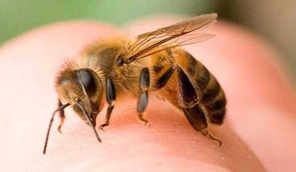 Bienenstiche - eine extreme Art den Phallus zu vergrößern